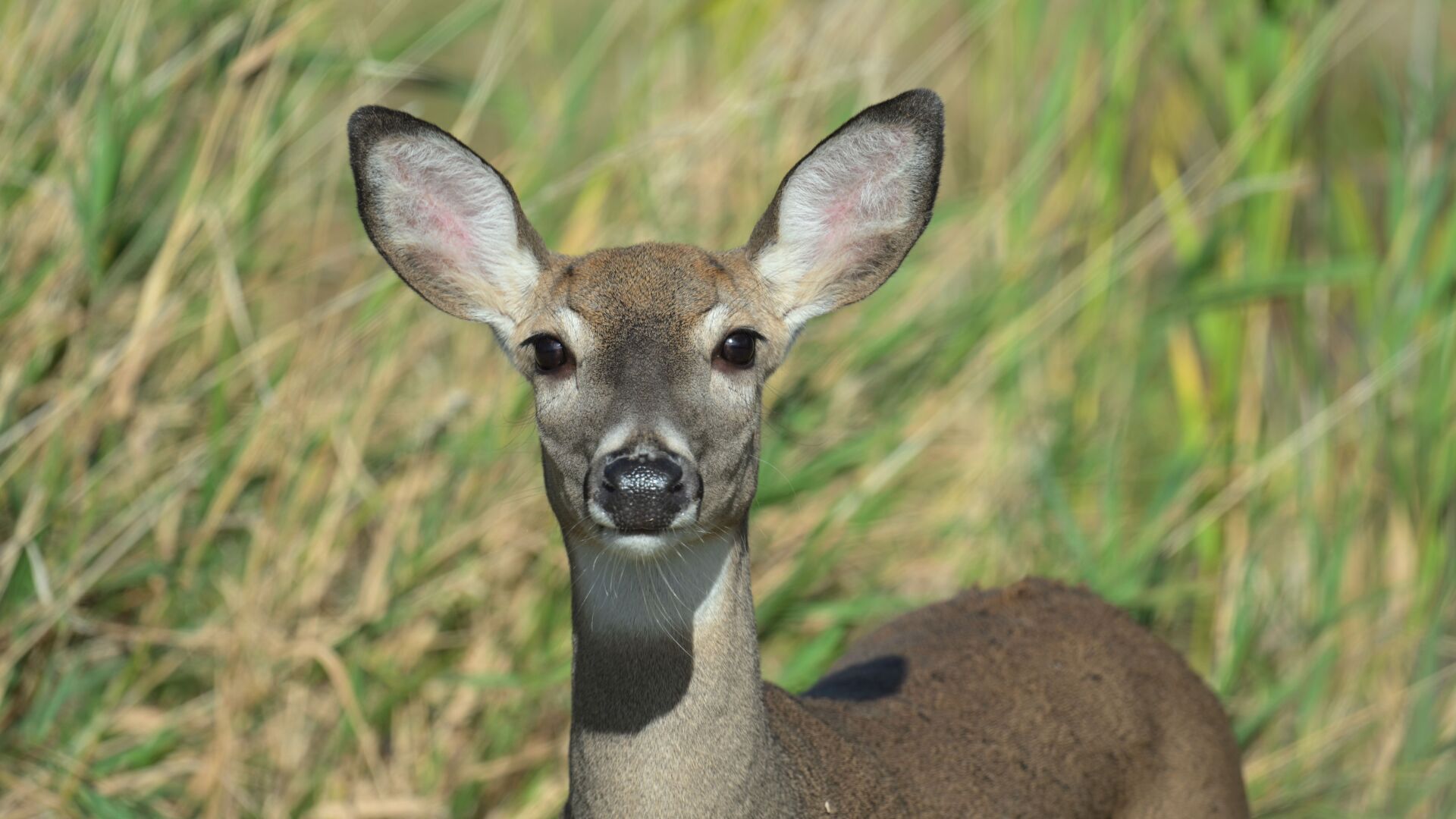 Ohio’s Archery Hunters Off to a Good Start this 2024 Deer Season